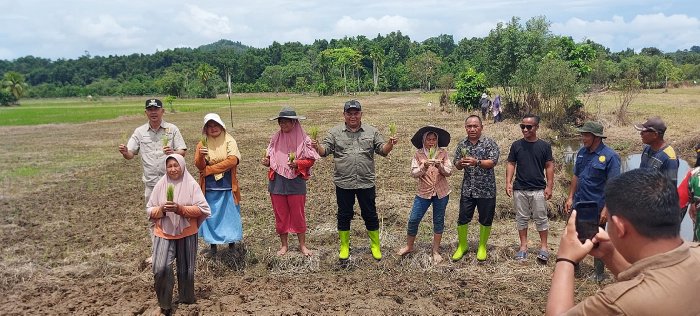 PJ Bupati Simeulue Lakukan Tanam Padi Perdana di Desa Mutiara